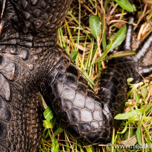 Fine art photo of scales of the american alligator, a reptile, at Gulf Shores, Alabama.