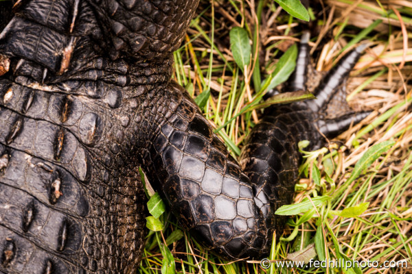 Fine art photo of scales of the american alligator, a reptile, at Gulf Shores, Alabama.