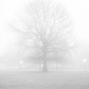 Black and white fine art photo of leafless tree silhouette in mist and fog in Riverside Park in Baltimore City, Maryland.