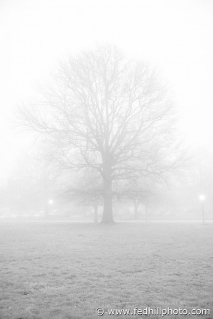 Black and white fine art photo of leafless tree silhouette in mist and fog in Riverside Park in Baltimore City, Maryland.