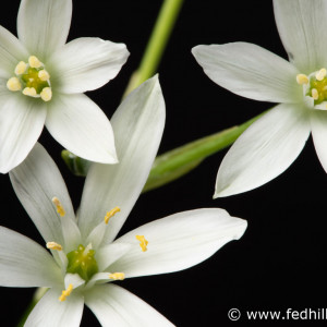 Fine art photograph of white flowers. Flowers are named Ornithogalum umbellatum or star of bethlehem.