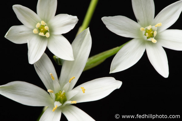 Fine art photograph of white flowers. Flowers are named Ornithogalum umbellatum or star of bethlehem.