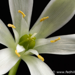 Fine art photograph of a white flower. Flower is named Ornithogalum umbellatum or star of Bethlehem.