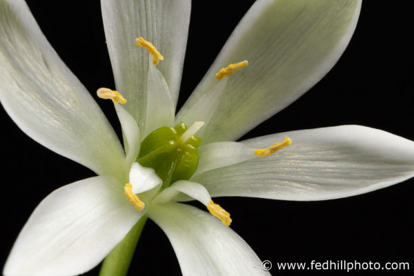 Fine art photograph of a white flower. Flower is named Ornithogalum umbellatum or star of Bethlehem.