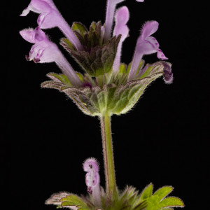 Fine art photograph of purple flower. Flower is named Lamium amplexicaule or henbit.