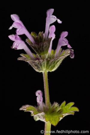 Fine art photograph of purple flower. Flower is named Lamium amplexicaule or henbit.