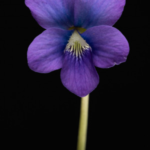 Fine art photograph of a purple flower. Flower is named Viola papilionacea or wild violet.