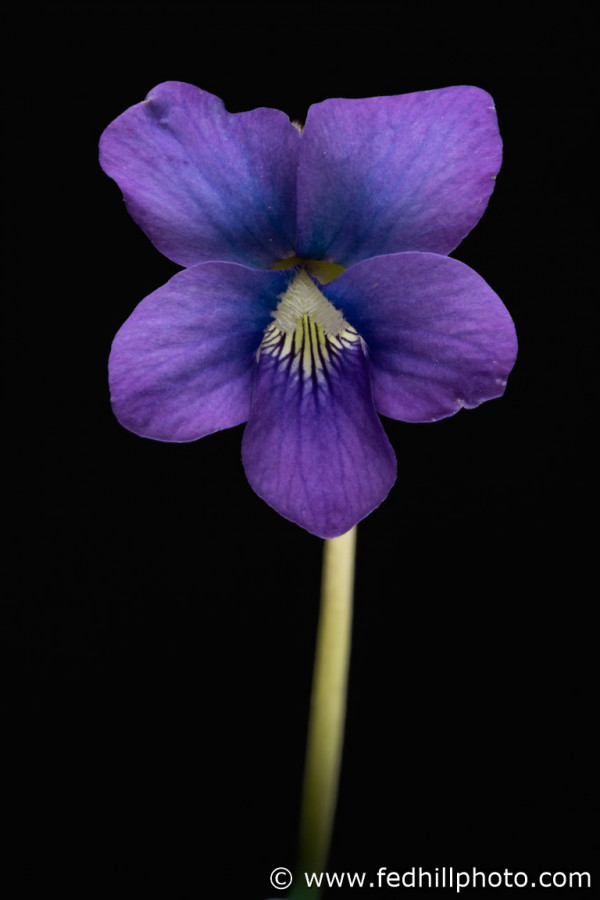 Fine art photograph of a purple flower. Flower is named Viola papilionacea or wild violet.