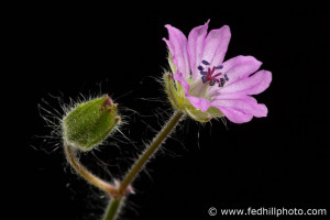 Fine art photo of a pink flower. Flower is named Geranium molle linnaeus, dovesfoot geranium, or dove's-foot crane's-bill.