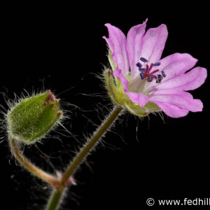 Fine art photo of a pink flower. Flower is named Geranium molle linnaeus, dovesfoot geranium, or dove's-foot crane's-bill.