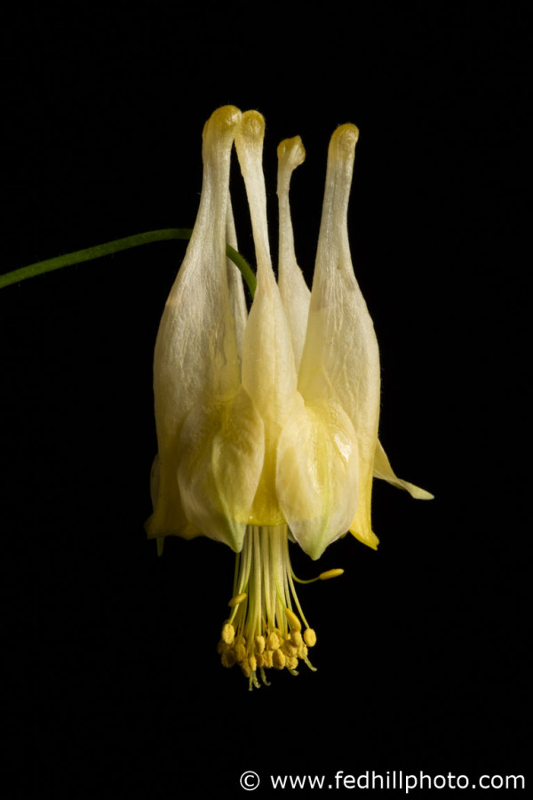 Fine art photograph of a white and yellow flower. Flower is named 'Corbett' columbine, a cultivar of Aquilegia canadensis.