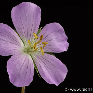 Fine art photograph of a purple flower. Flower is named Geranium maculatum or spotted geranium.