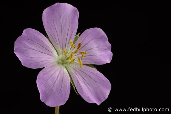 Fine art photograph of a purple flower. Flower is named Geranium maculatum or spotted geranium.