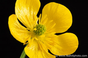 Fine art photograph of a yellow flower. Flower is named Ranunculus bulbosus or bulbous buttercup.