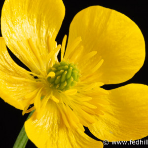 Fine art photograph of a yellow flower. Flower is named Ranunculus bulbosus or bulbous buttercup.