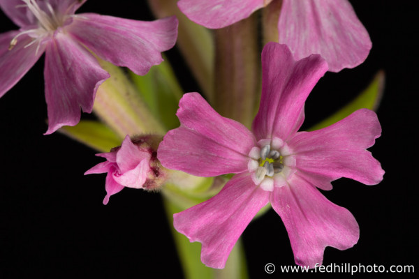 Fine art photograph of pink flowers. Flowers are named 'Short and sweet', a cultivar of Silene caroliniana.