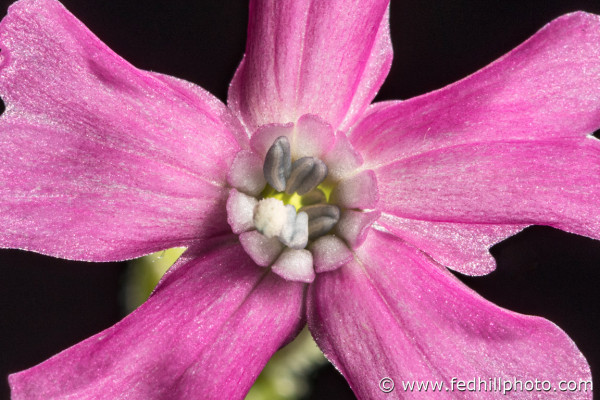 Fine art photograph of a pink flower. Flower is named 'Short and sweet', a cultivar of Silene caroliniana.