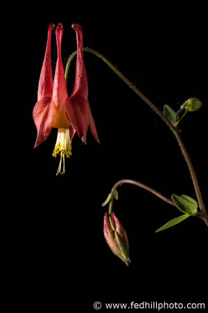 Fine art color photo of Wild Columbine (Aquilegia canadensis), Baltimore, Maryland