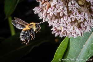 A fine art color photo of a Brown-belted Bumble Bee (Bombus griseocollis) flying toward Common Milkweed (Asclepias syriaca), Baltimore, Maryland