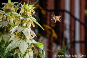 Fine art photo of a European or Western honey bee (Apis mellifera) flying towards Spotted Bee Balm (Monarda punctata) in Baltimore, Maryland