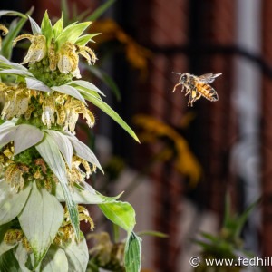Fine art photo of a European or Western honey bee (Apis mellifera) flying towards Spotted Bee Balm (Monarda punctata) in Baltimore, Maryland