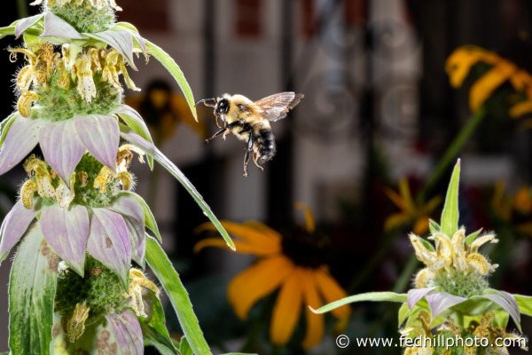 Fine art photo of a bumblebee flying towards Spotted Bee Balm (Monarda punctata) in Baltimore, Maryland.
