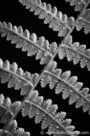 Fine art black and white photo of an eastern hay-scented fern or Dennstaedtia punctilobula.