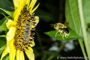 Fine art photo of common eastern bumble bee, or Bombus impatiens, approaching a sunflower.