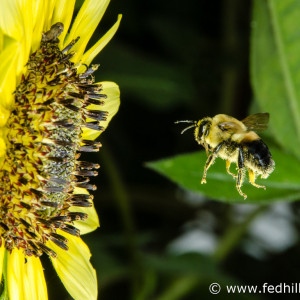 Fine art photo of common eastern bumble bee, or Bombus impatiens, approaching a sunflower.