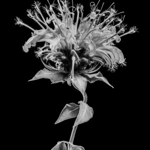 Black and white fine art photo of a flower. Flower is named wild bergamot or bee balm or Monarda fistulosa.