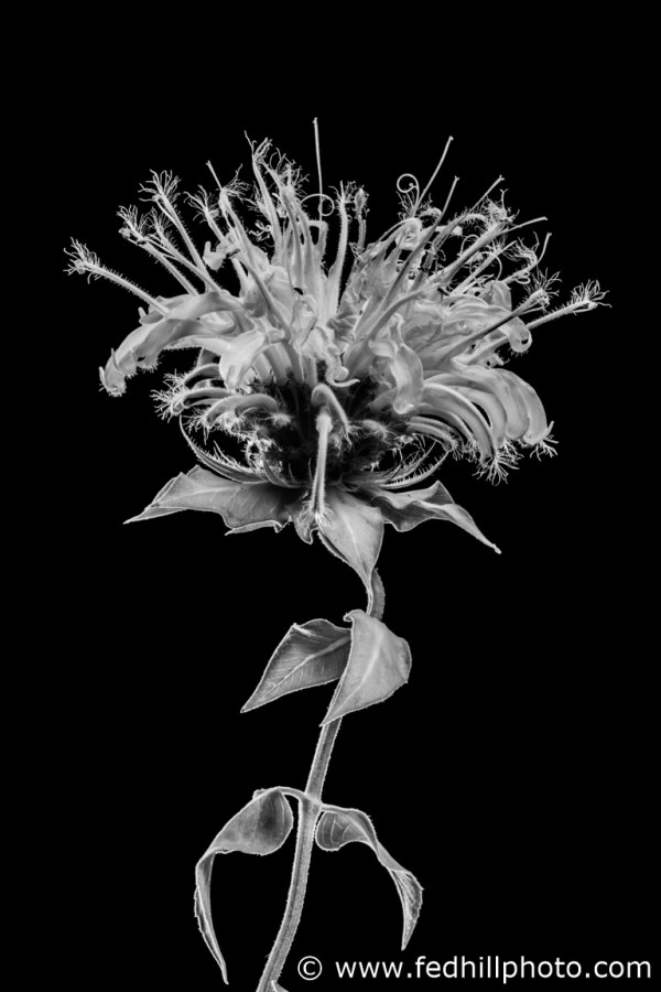 Black and white fine art photo of a flower. Flower is named wild bergamot or bee balm or Monarda fistulosa.
