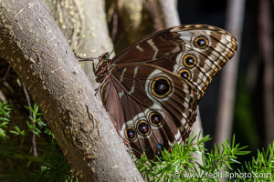 Fine art photo of the insect Morpho peleides, or blue morpho butterfly, at Brookside Gardens Conservatory.