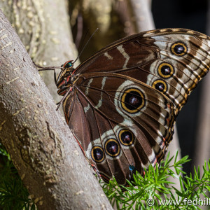 Fine art photo of the insect Morpho peleides, or blue morpho butterfly, at Brookside Gardens Conservatory.