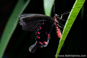 Fine art photo of the insect Pachliopta kotzebuea, or pink rose butterfly, at Brookside Gardens Conservatory.