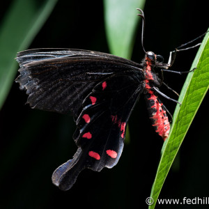 Fine art photo of the insect Pachliopta kotzebuea, or pink rose butterfly, at Brookside Gardens Conservatory.