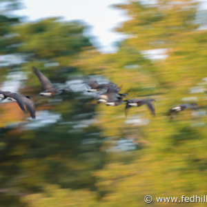 Fine art photo showing motion blur of geese flying through Fort Smallwood State Park in Pasadena, Maryland in autumn.