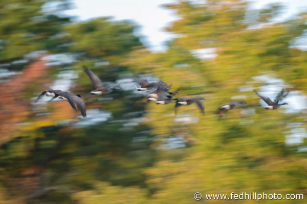 Fine art photo showing motion blur of geese flying through Fort Smallwood State Park in Pasadena, Maryland in autumn.