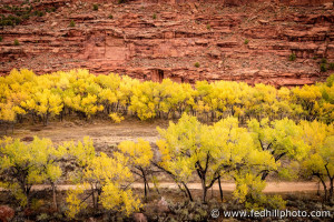 Fine art photo of poplar trees in autumn, Escalante, Utah