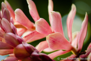 Fine art photograph of pink leaves of Alpinia purpurata, or pink ginger plant, at McBryde Garden, Kauai, Hawaii.