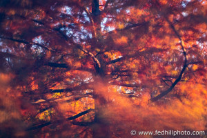 Fine art photo of wind through a bald cypress (Taxodium distichum) in autumn, Riverside Park, Baltimore, Maryland