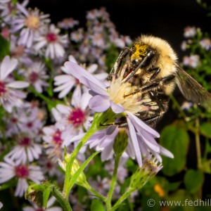 Fine art nature photo of bumble bee and blue wood aster.