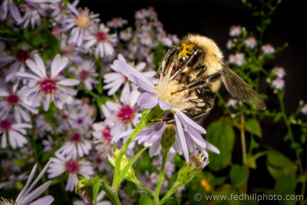 Fine art nature photo of bumble bee and blue wood aster.