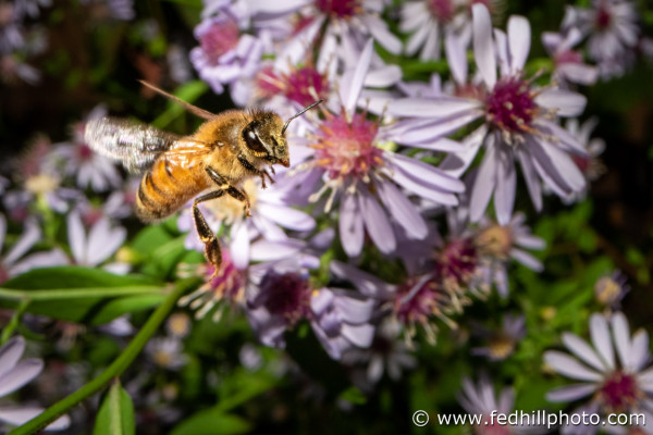 Fine art nature photo of honey bee and blue wood aster.